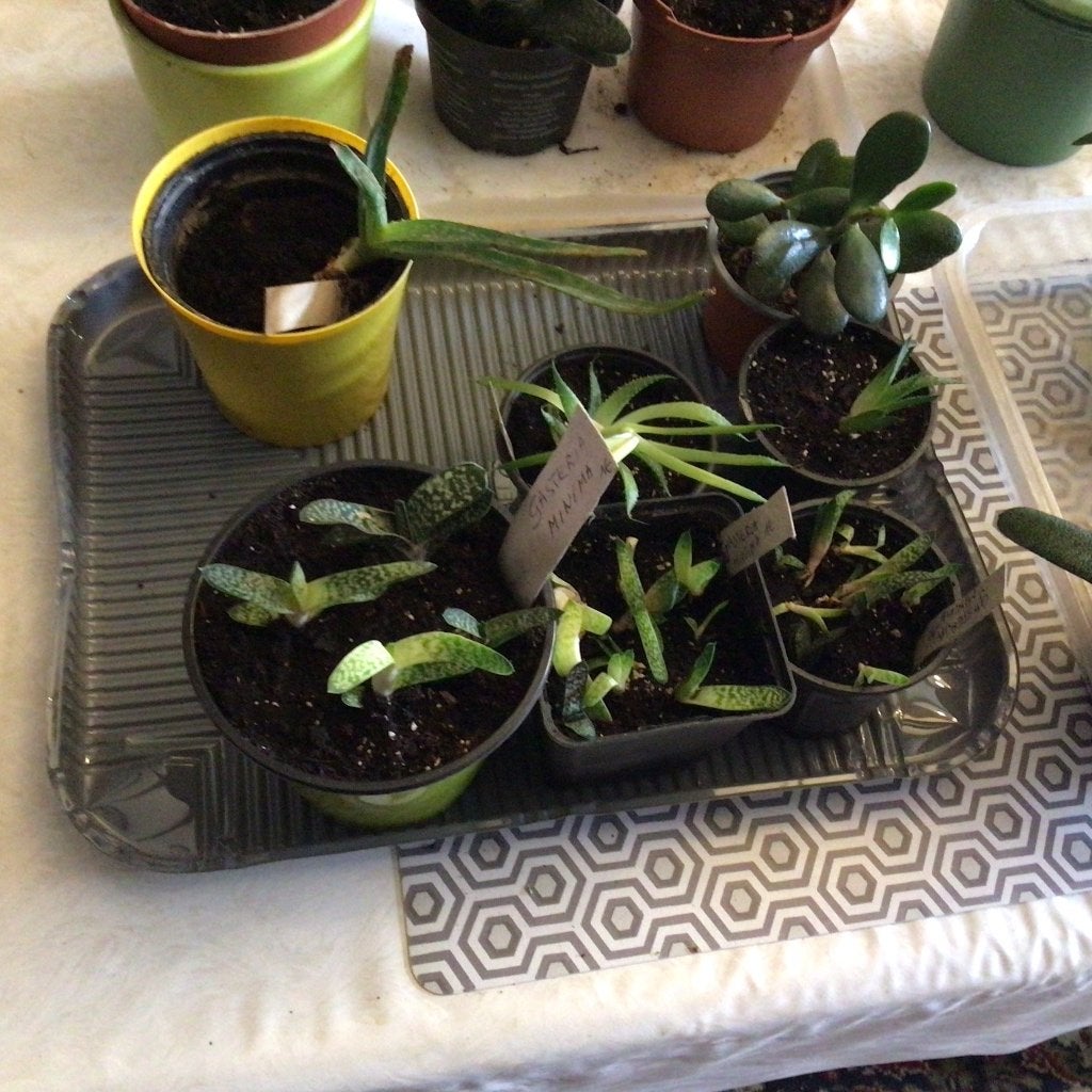 Plants d'intérieur à petits prix, offre week-end, Enlèvement