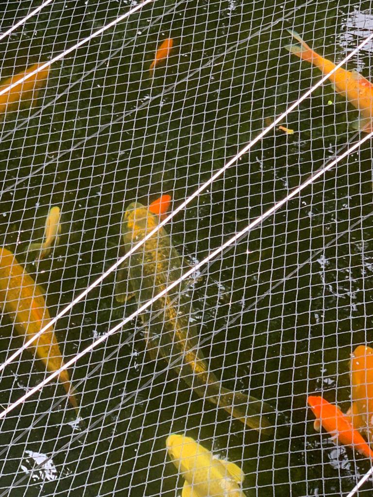 Grote ghost koi