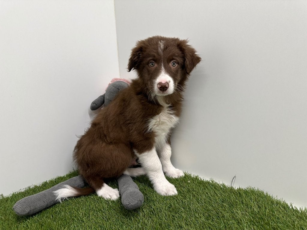 Chiots Border Collie, Maladie de Carré (chiens), Colley, Plusieurs, Belgique
