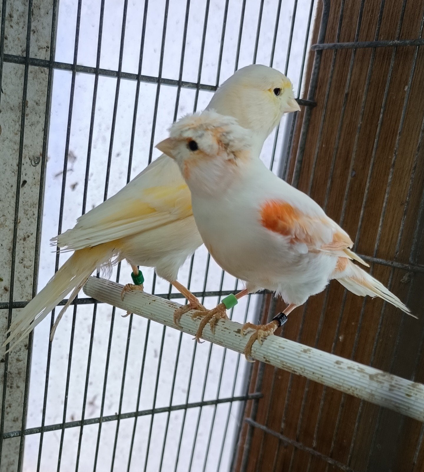 Kanaries, Dieren en Toebehoren