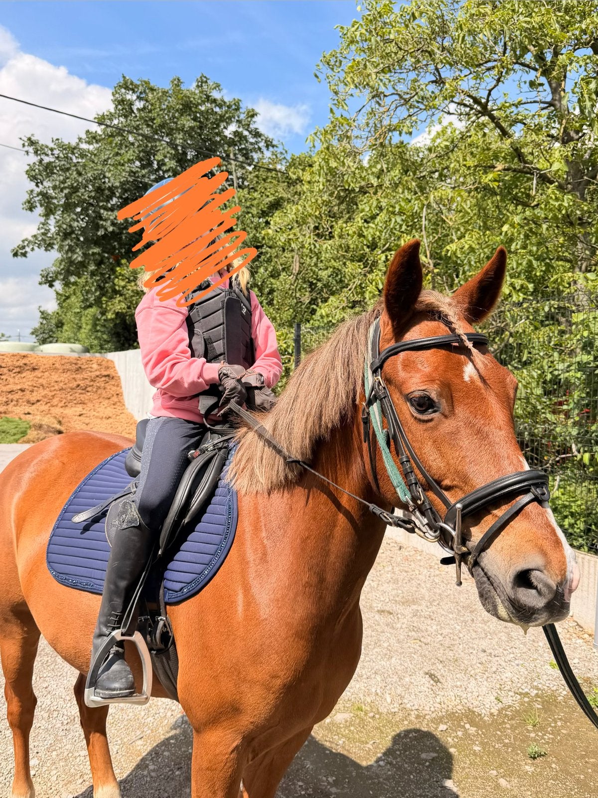 D-pony 146cm - ruin - 10 jaar, Dieren en Toebehoren, Ruin