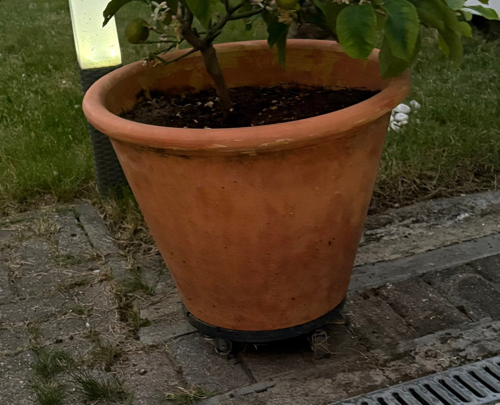 Terracotta bloempot /25€ het stuk - nog 6 stuks over, Ophalen, Zo goed als nieuw, Terracotta, Binnen