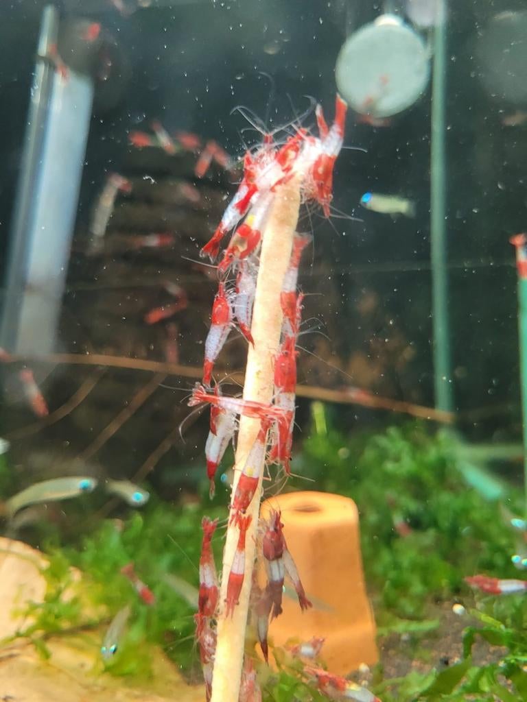 Hobbyaquarium  Red Rilli garnalen, Dieren en Toebehoren, Kreeft, Krab of Garnaal, Zoetwatervis, Schoolvis