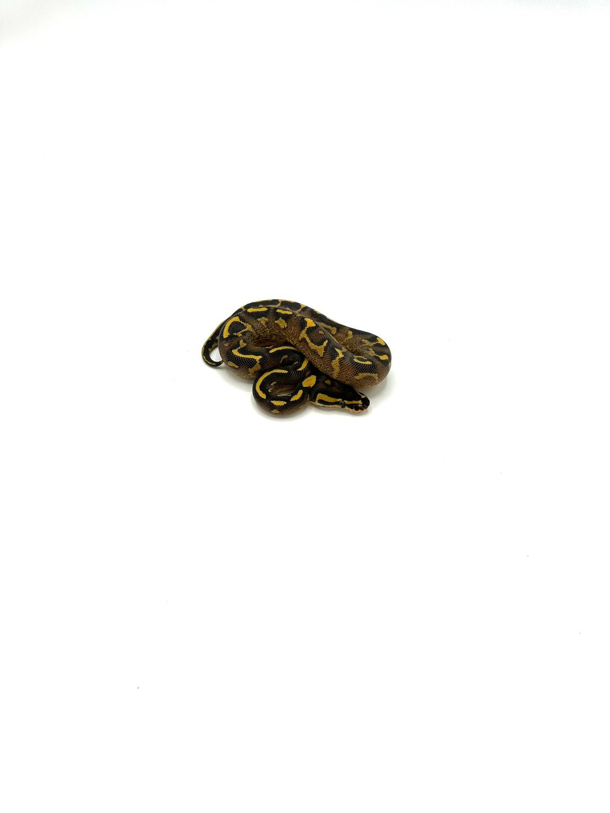 Diverse Python regius - koningspythons Ball Python photo 5