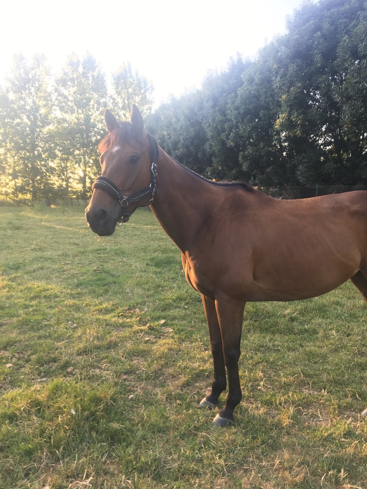 Goede thuis gezocht voor Valorio, Dieren en Toebehoren, Ruin, Niet van toepassing, 160 tot 165 cm, 11 jaar of ouder