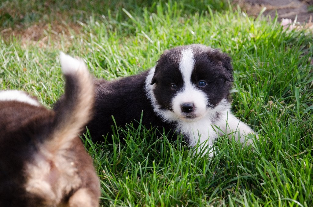 Border collie pups geboren op boerderij, Dieren en Toebehoren, België, Particulier, CDV (hondenziekte), 8 tot 15 weken
