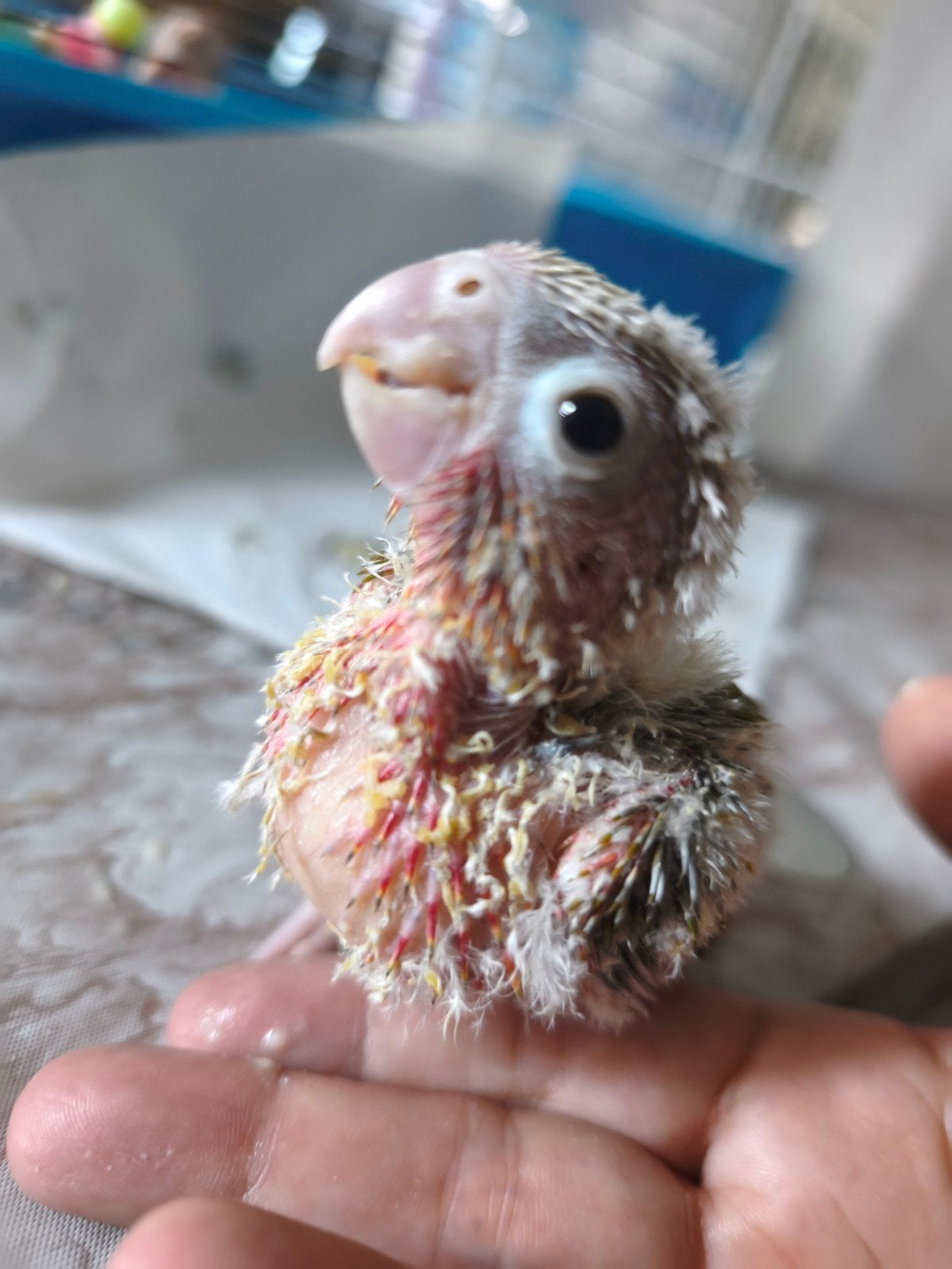Conure Molinae, Animaux & Accessoires