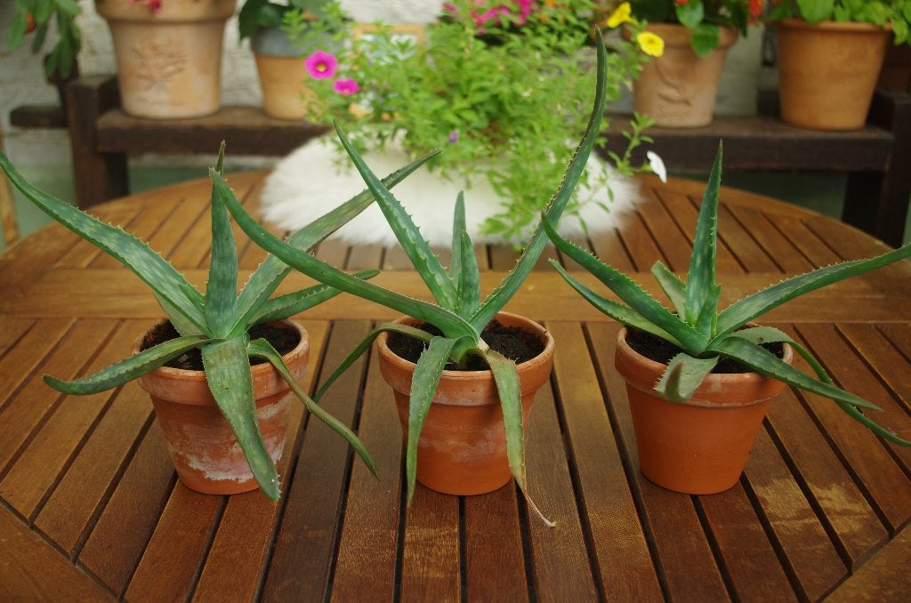 Aloe (3 stuks), Maison & Meubles, Plantes d'intérieur, Enlèvement, Plante succulente, En pot, Plein soleil