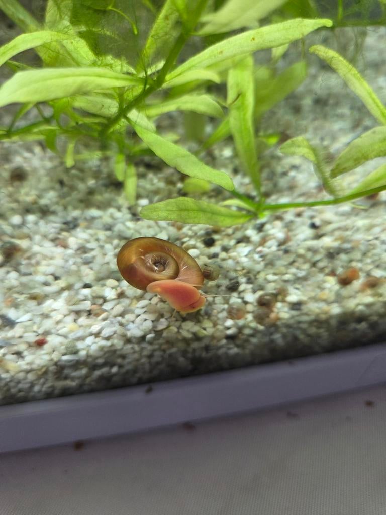 Posthoorn slakjes (rood), Dieren en Toebehoren