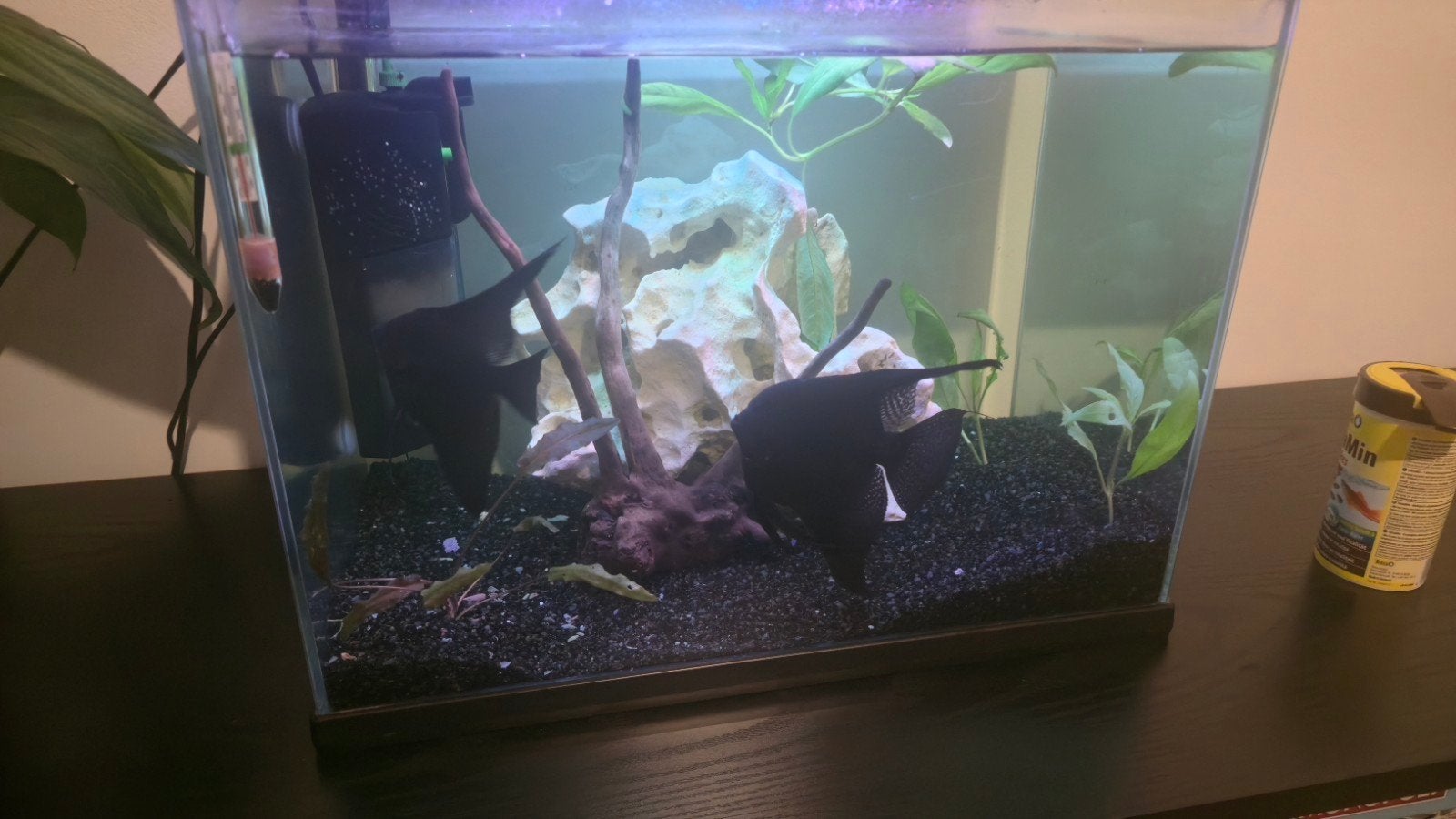2 aquarium maanvissen, Dieren en Toebehoren, Ophalen, Zo goed als nieuw
