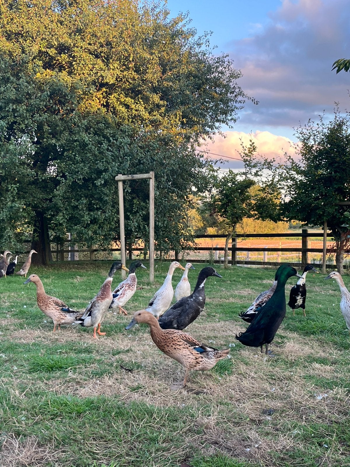 Loopeendjes te koop, Plusieurs animaux, Canard