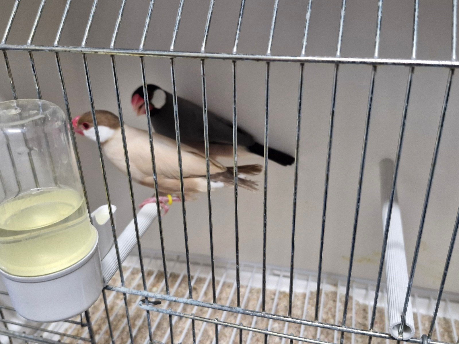 mokka rijstvogels en split mokka 2026 en 25, Meerdere dieren, Tropenvogel, Geringd