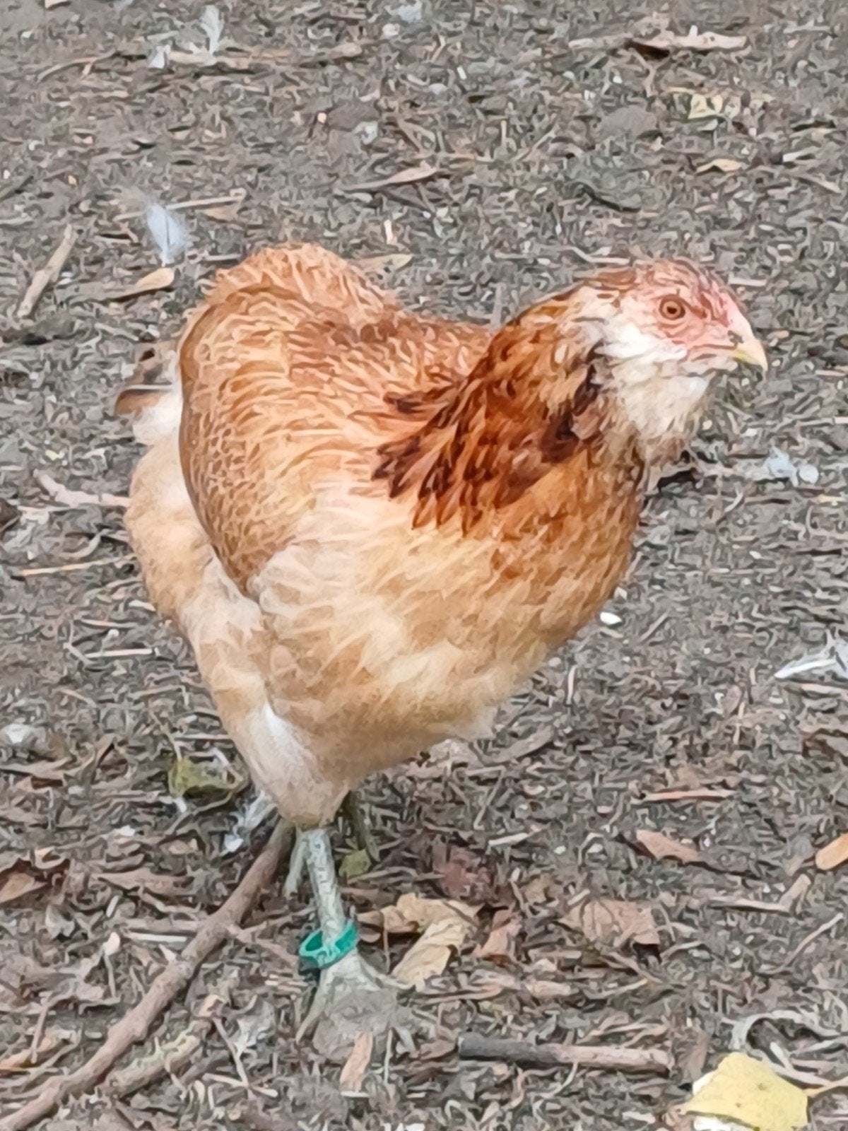 jonge araucana