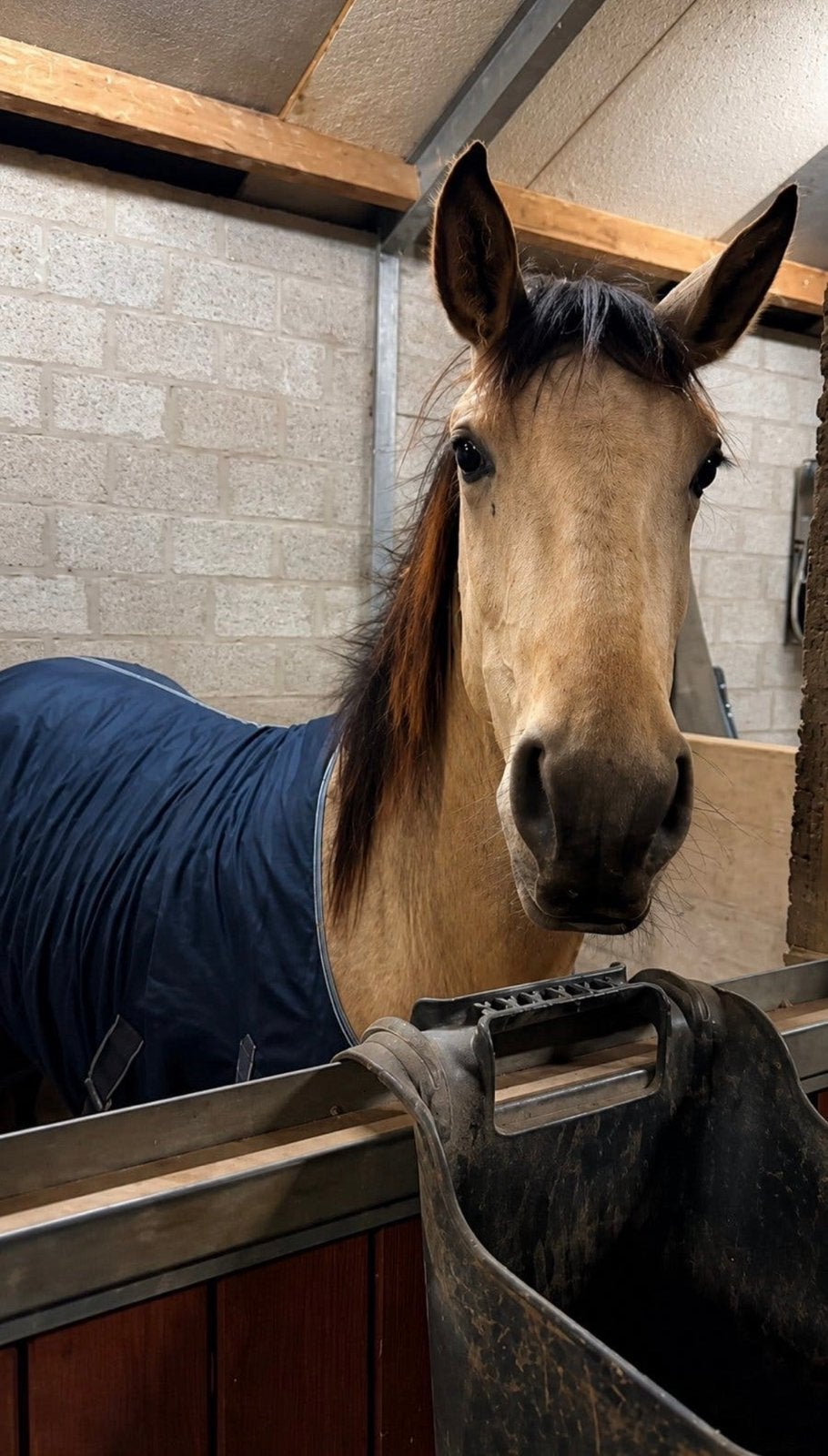 Prachtige 2-jarige buckskin hengst te koop!, Dieren en Toebehoren, Minder dan 160 cm, Dressuurpaard, 0 tot 2 jaar, Hengst