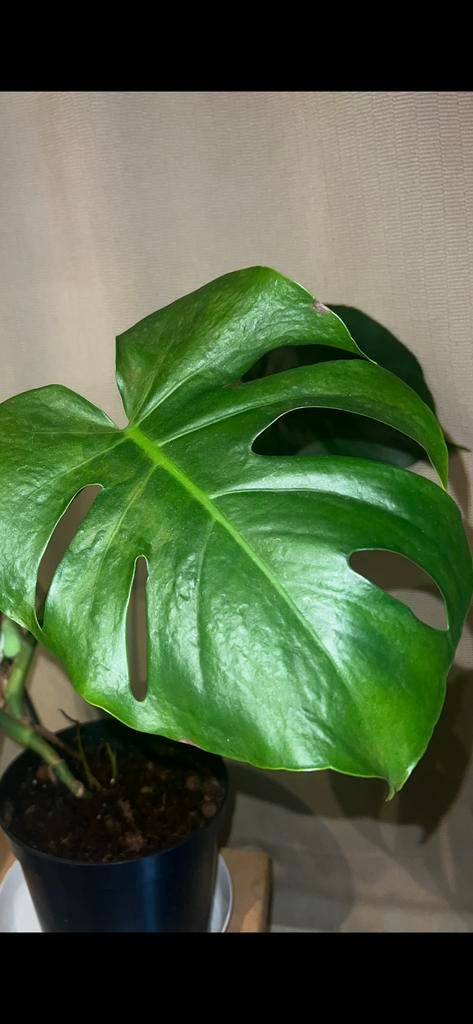 Monstera Deliciosa - M size, Enlèvement, Moins de 100 cm