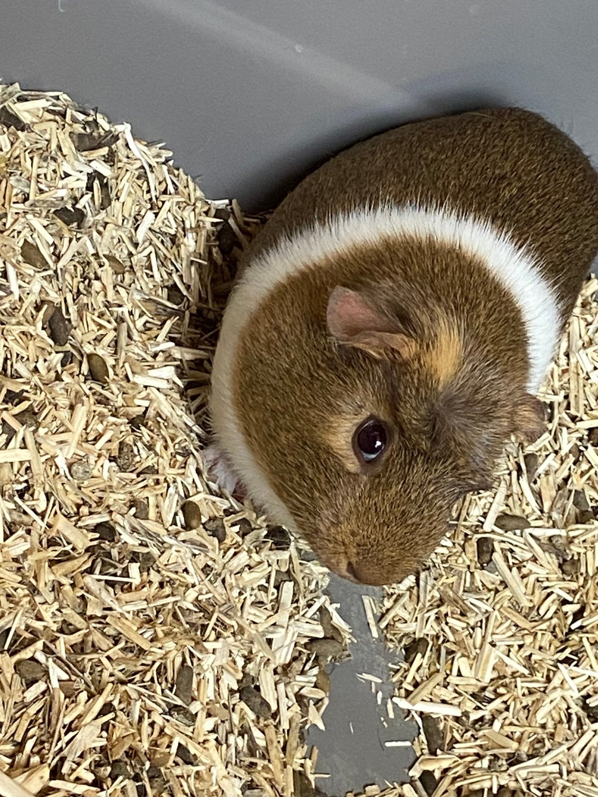 Cavia te koop, Dieren en Toebehoren, Knaagdieren, Cavia, April, Vrouwelijk, Tam