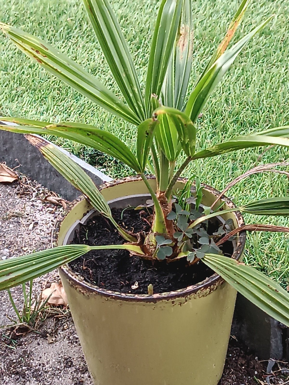 palmbomen klein trachycarpus Chelsea furtune, Jardin & Terrasse, Plantes | Arbres, Enlèvement