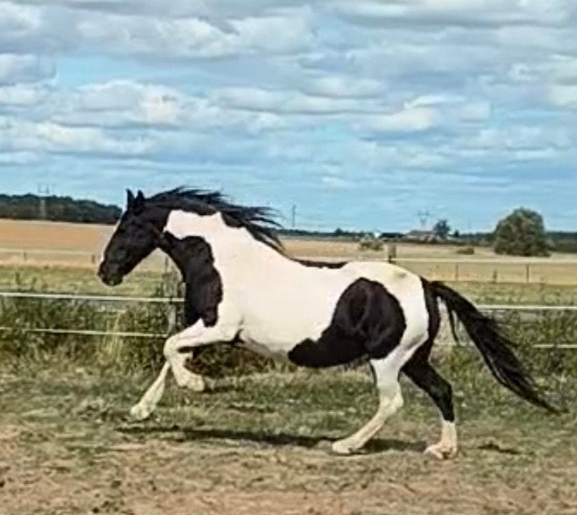 jument frison/paint pie noire blanche 9 ans, Jument, Débourré, Moins de 160 cm, 7 à 10 ans