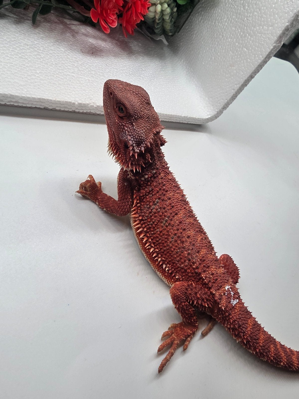 monstre rouge, hypo, femelle