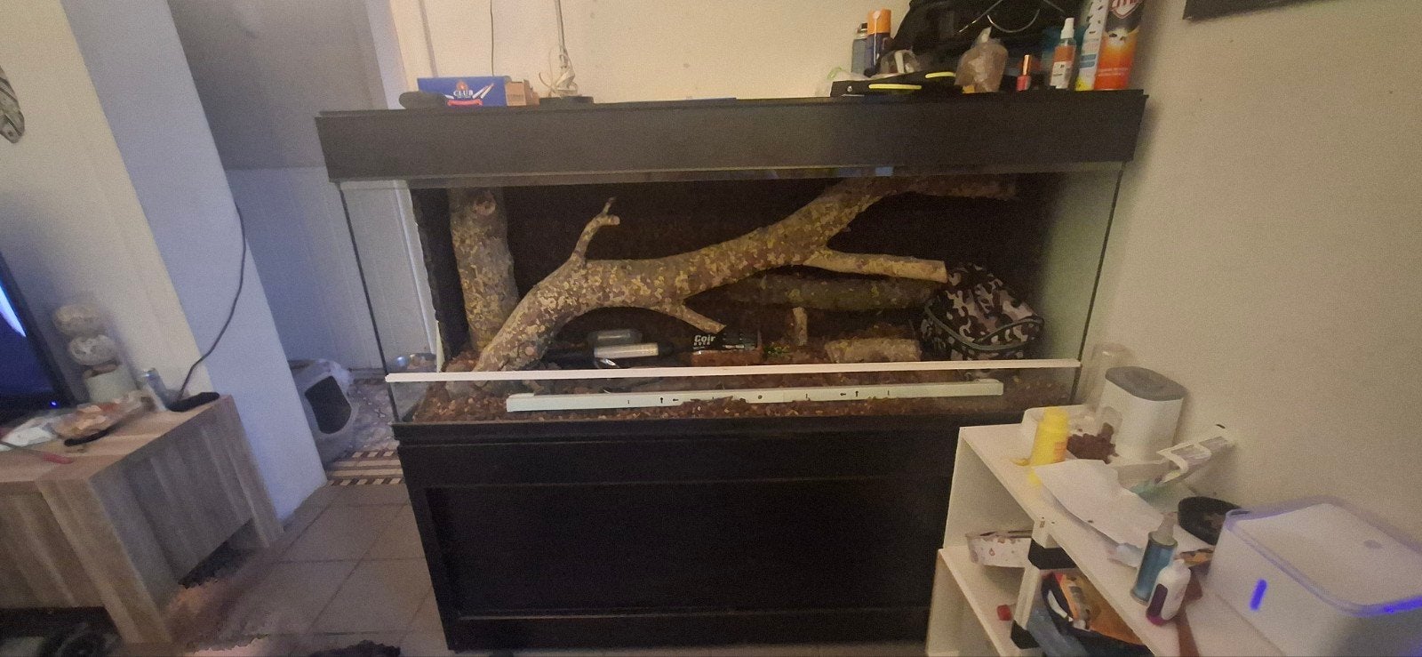 terrarium, Enlèvement