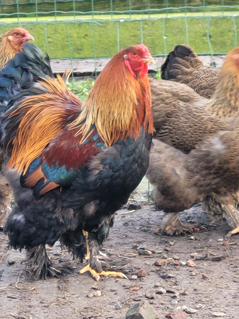 Broedeieren Brahma goudpatrijs