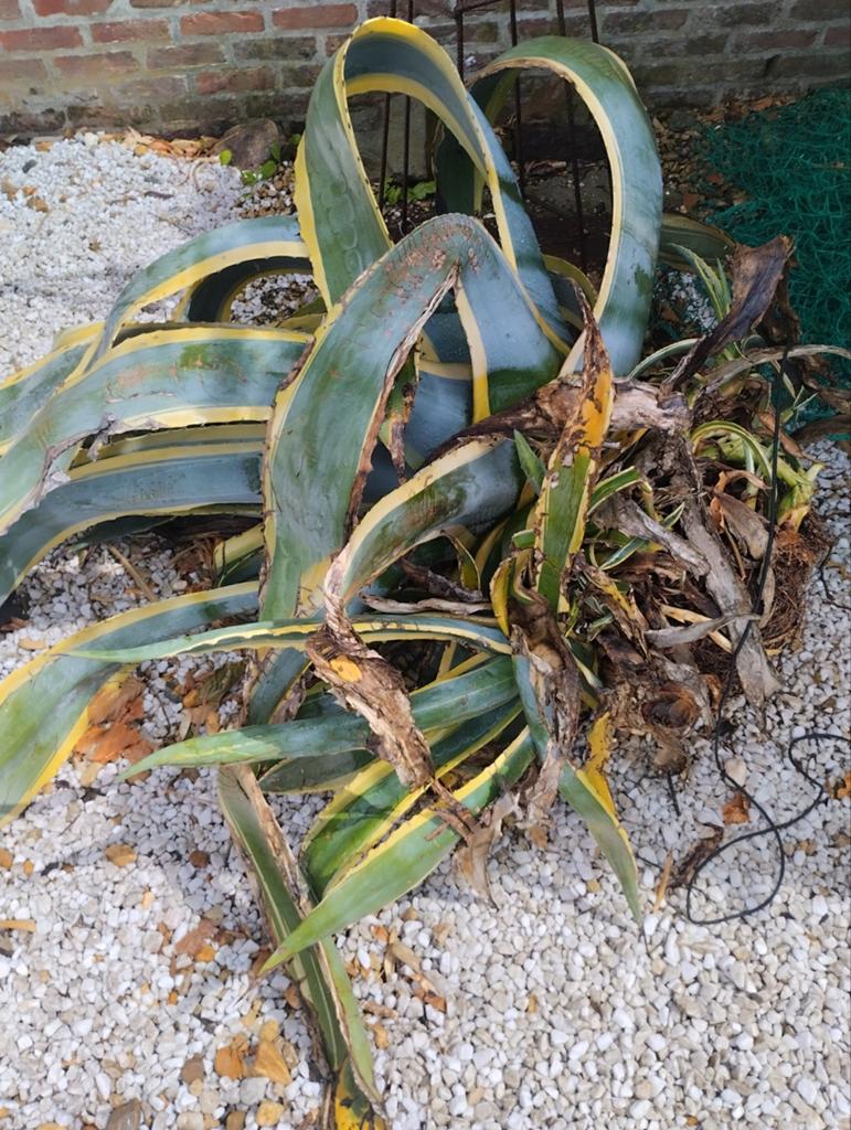 Plant, Tuin en Terras, Planten | Tuinplanten, Ophalen
