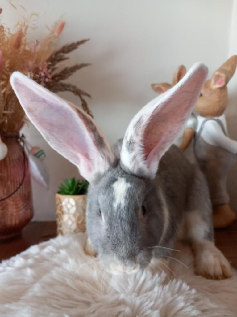 Duitse reus ram, Dieren en Toebehoren, Mannelijk, Groot, 0 tot 2 jaar