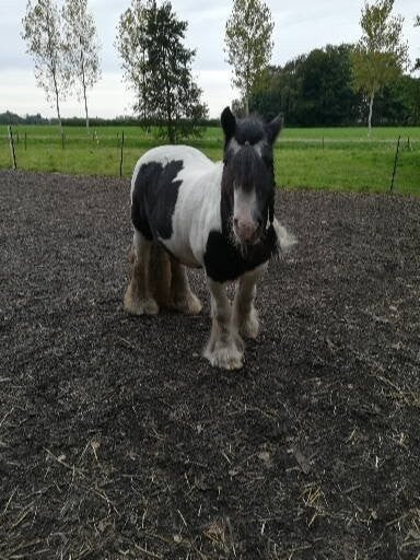 tinker c-pony zoekt nieuwe thuis, Avec puce électronique, 11 ans ou plus, Hongre, Moins de 160 cm