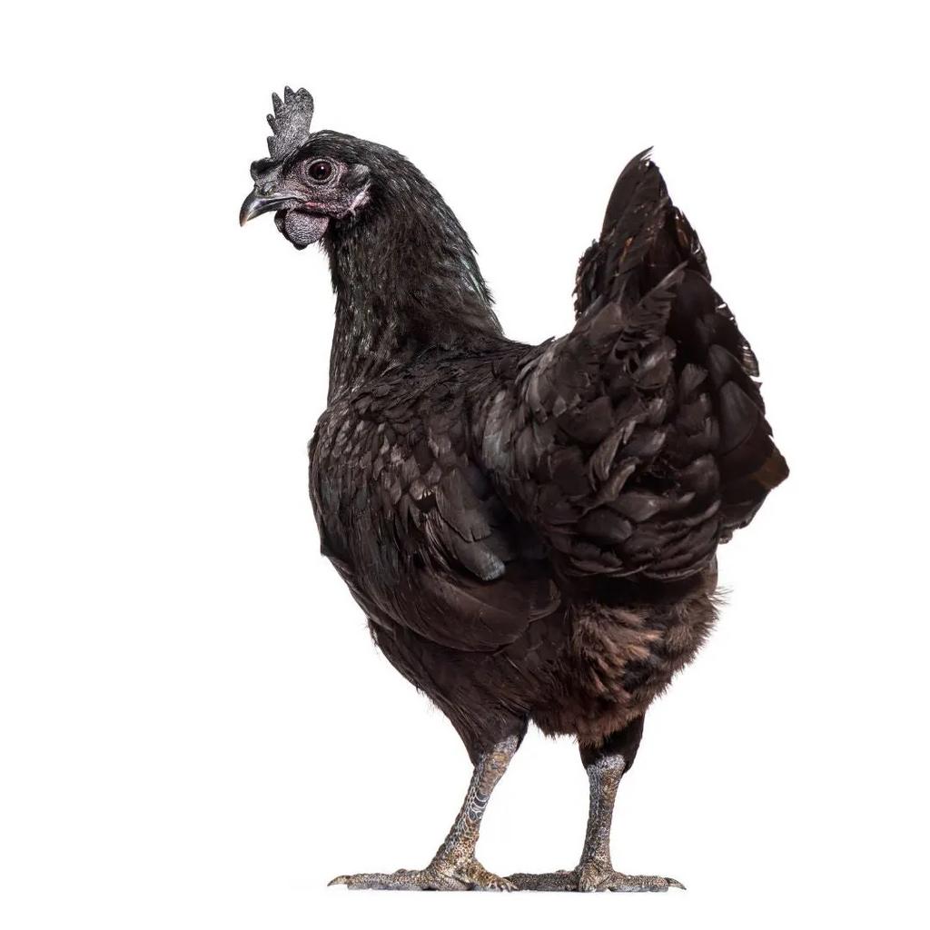 Verschillende soorten kuiken te koop 🐣, Sexe inconnu, Canard