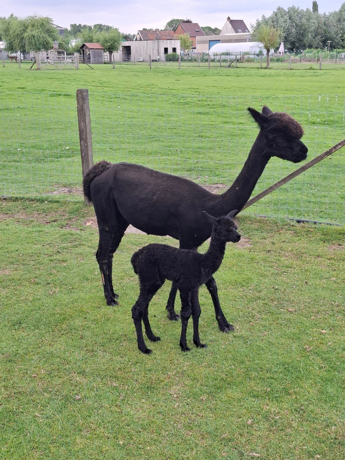 Alpaca merrie met veulen, Mars, Femelle