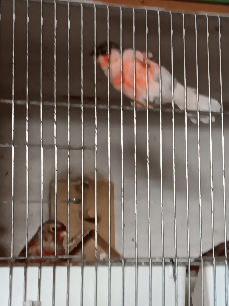 harlekijn kanaries, Dieren en Toebehoren, Vogels | Kanaries, Meerdere dieren, Postuurkanarie