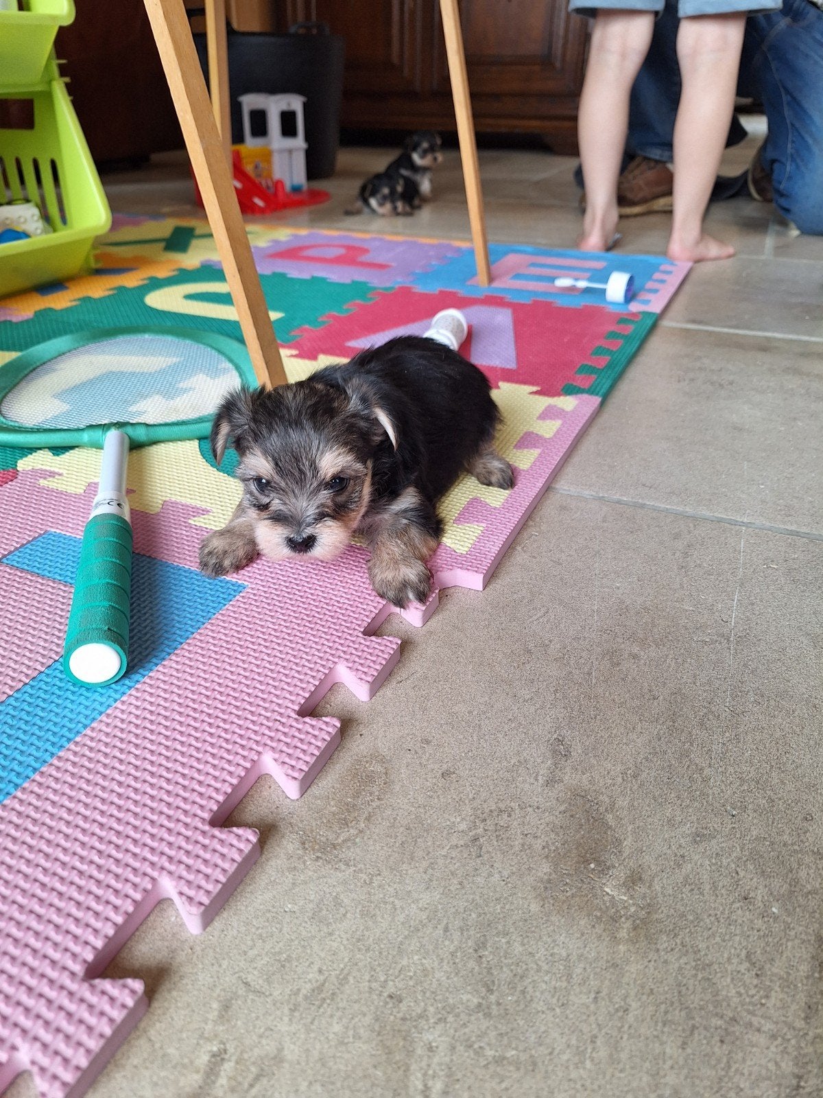 Yorkshire x maltezer pups, Parvo, België, Maltezer, 8 tot 15 weken