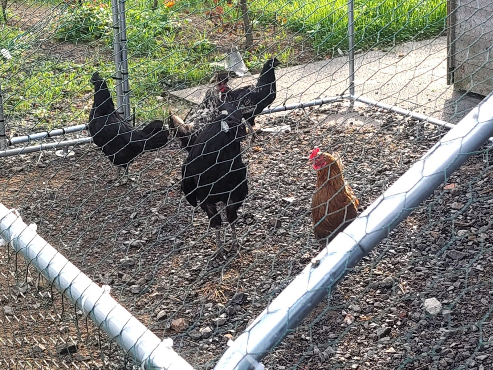gratis ayam cemani haan, Dieren en Toebehoren