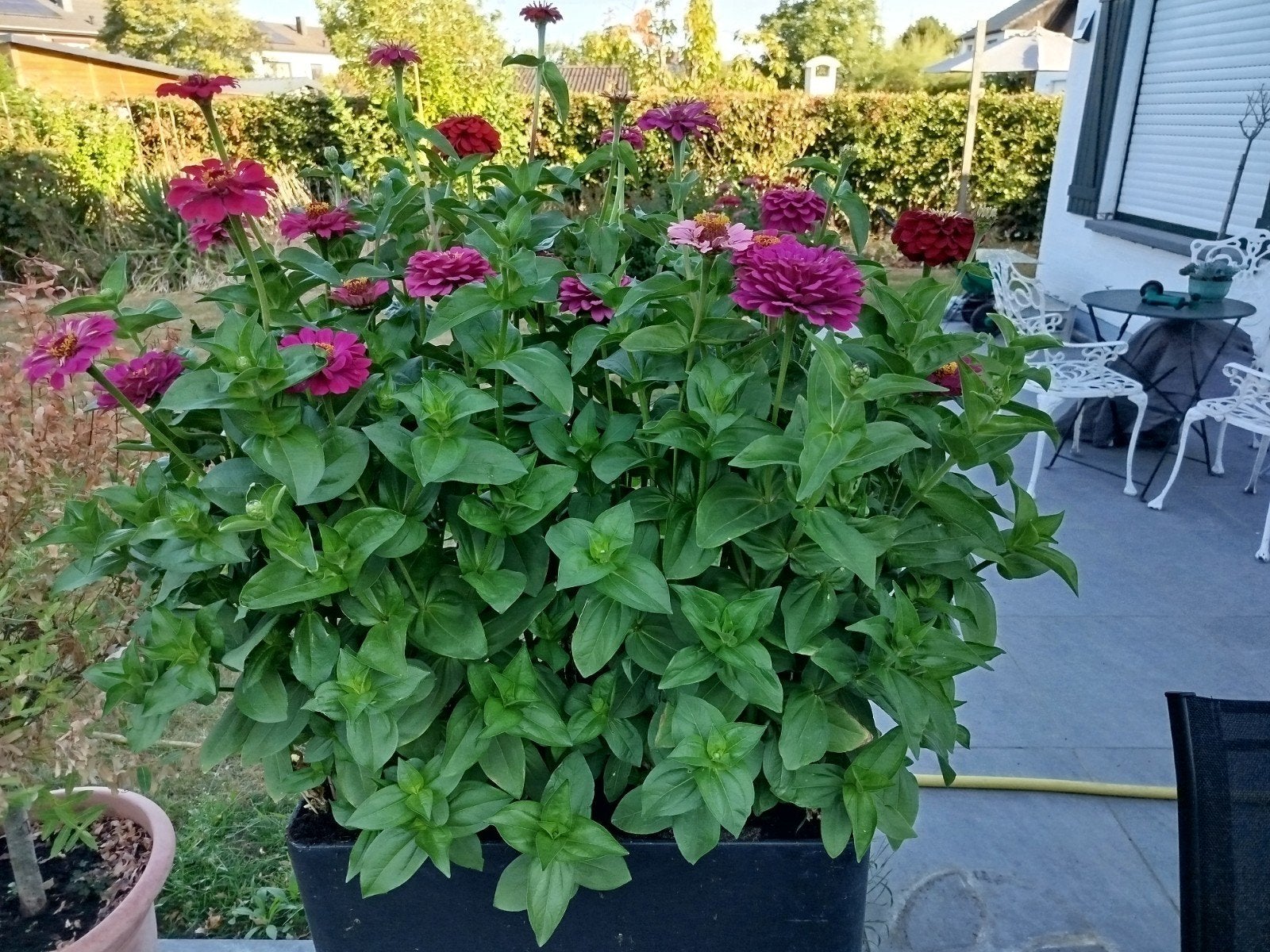 Zaden van Zinnia bloemen.Alle kleuren,,zeer mooi, Ophalen of Verzenden
