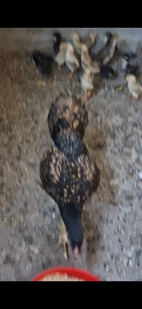 Turkse hint vechthoen hen, Animaux & Accessoires, Volatiles, Poule ou poulet, Femelle