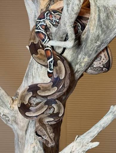 Boa constrictor constrictor faune guyanaise f1 pure  souche