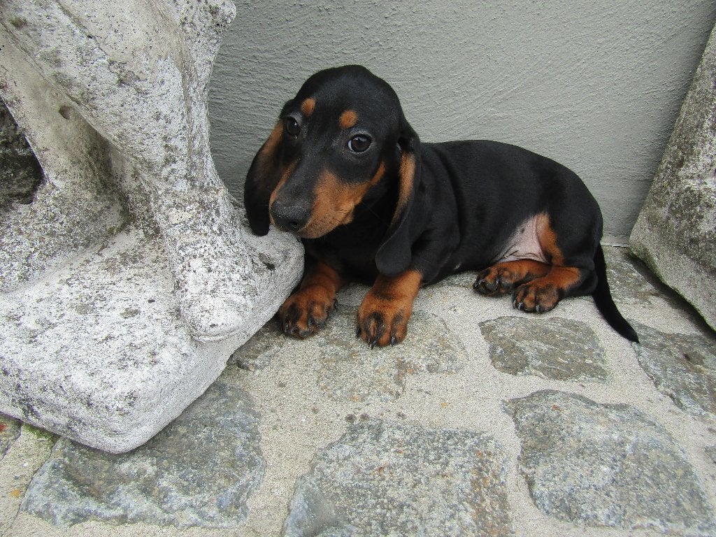 Teckel puppy's standaard 3 maanden, België, Standaard, 8 tot 15 weken, Korthaar