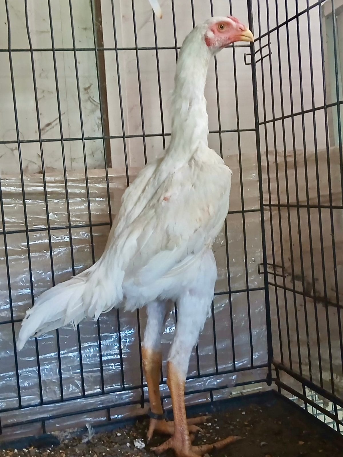 Coq Shamo, Poule ou poulet