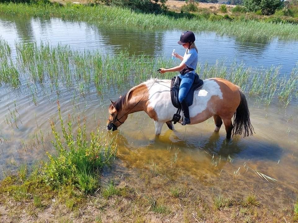 Liefdevolle thuis gezocht voor Sorah, Dieren en Toebehoren, Paarden