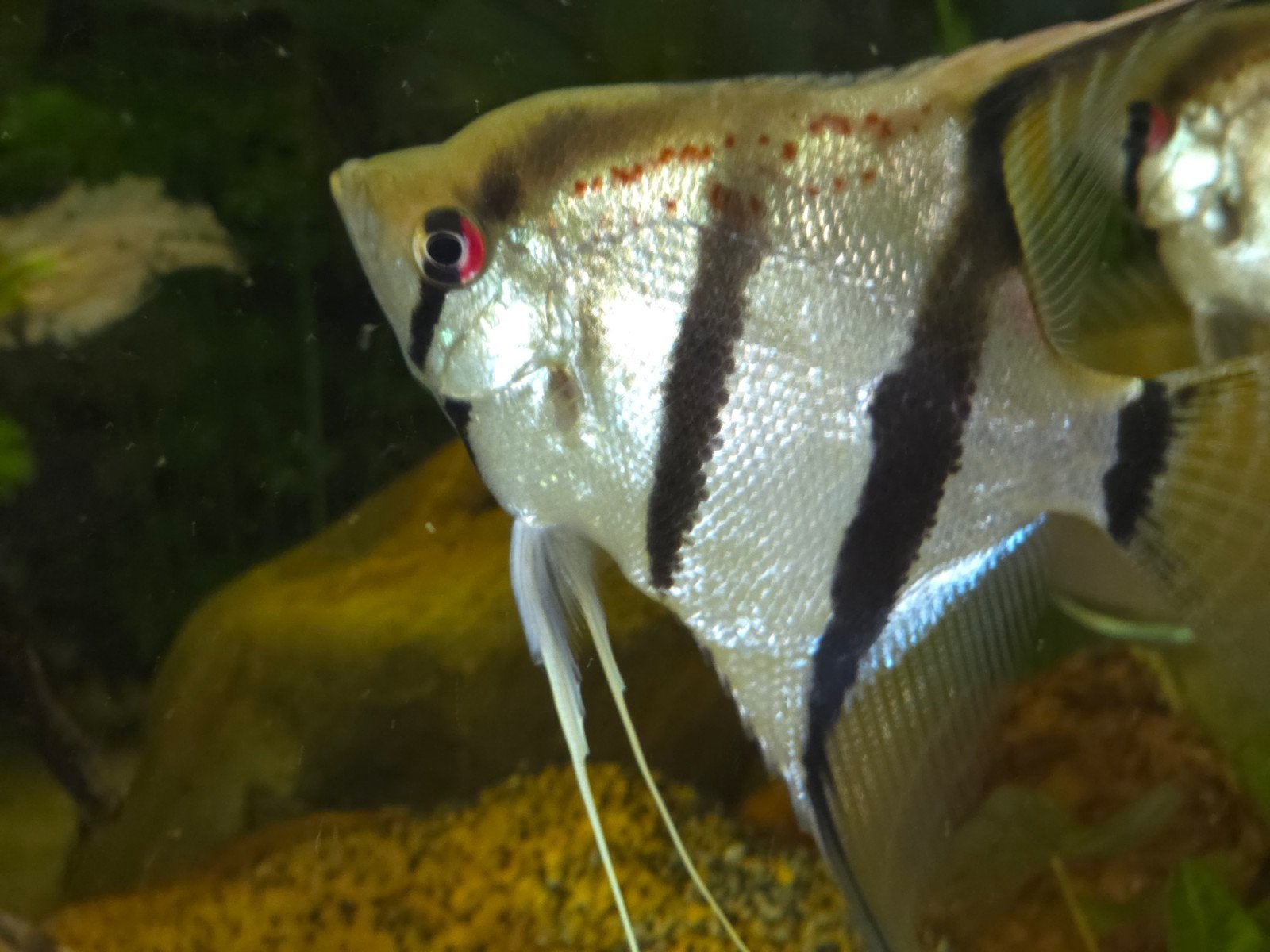 pterophyllum scalare red spot Suriname, Dieren en Toebehoren, Vis, Zoetwatervis, Schoolvis