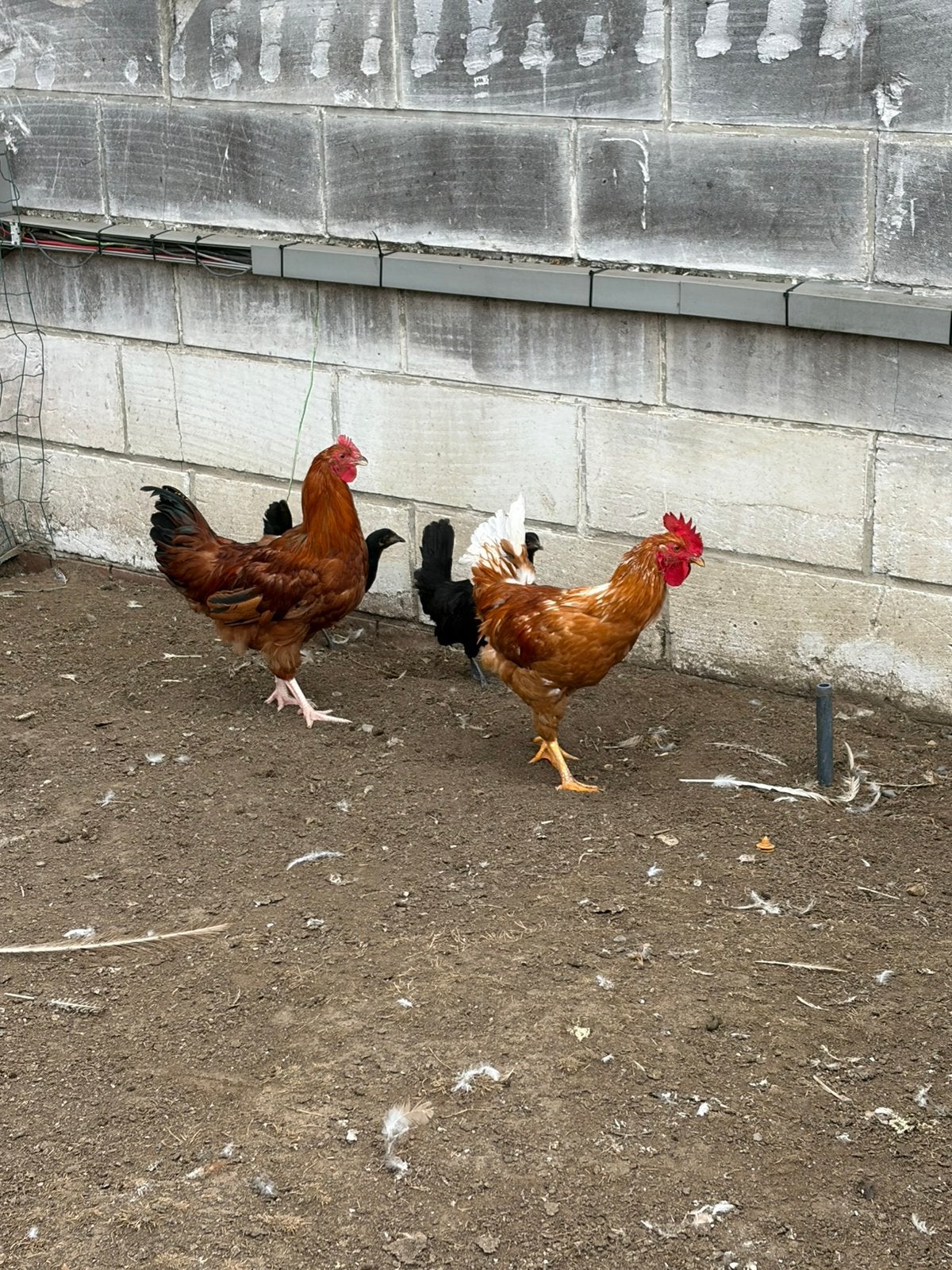 Hanen, Dieren en Toebehoren, Mannelijk, Kip