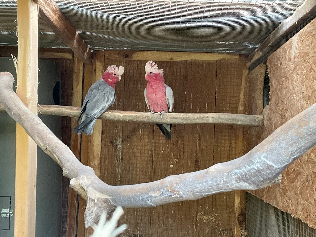 Couple de Cacatoese rosalbin repro, Dieren en Toebehoren
