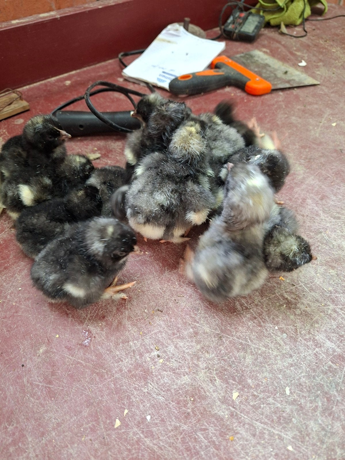 1 dags kuikens Mechelse koekoek, Dieren en Toebehoren