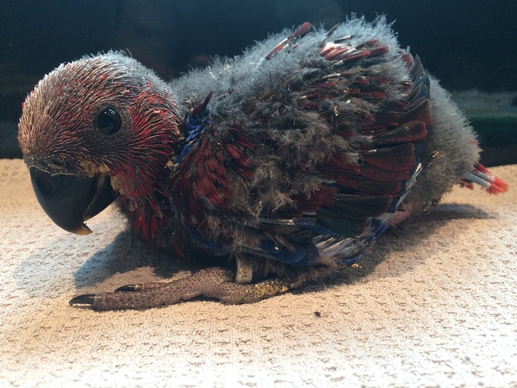 ️️❤️❤️ Baby edelpapegaai popje (rood met blauw), Vrouwelijk, Papegaai, Pratend