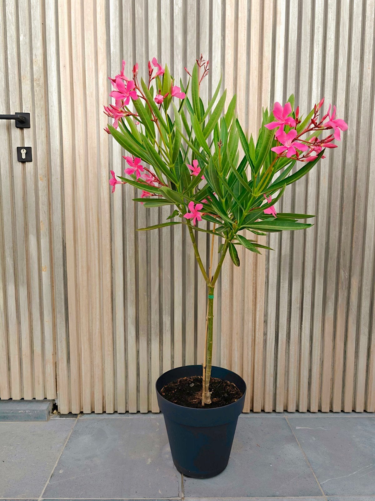 Roze oleander op stam, Tuin en Terras, Overige soorten, 100 tot 250 cm, Zomer, Ophalen