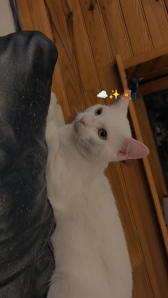Chat blanc, Ophalen