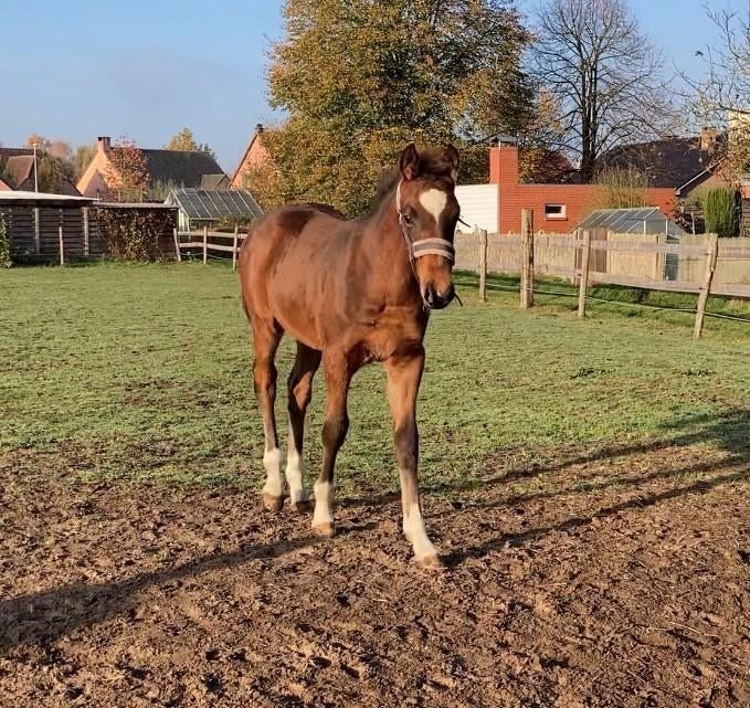 Zirocco Bleu x Numero Uno x Lupicor - jaarling hengst, Dieren en Toebehoren, Springpaard, Minder dan 160 cm, Met stamboom, Niet van toepassing