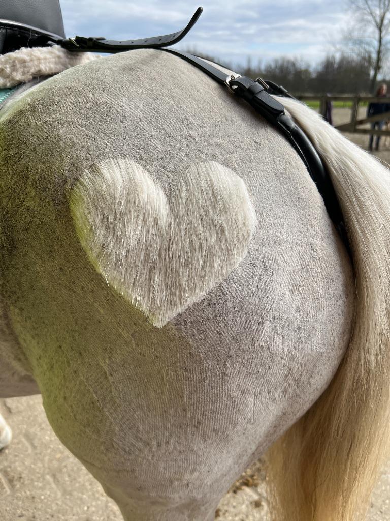 Paarden scheren met passie en prijzen op maat!, Dieren en Toebehoren, Meerdere dieren, Niet van toepassing