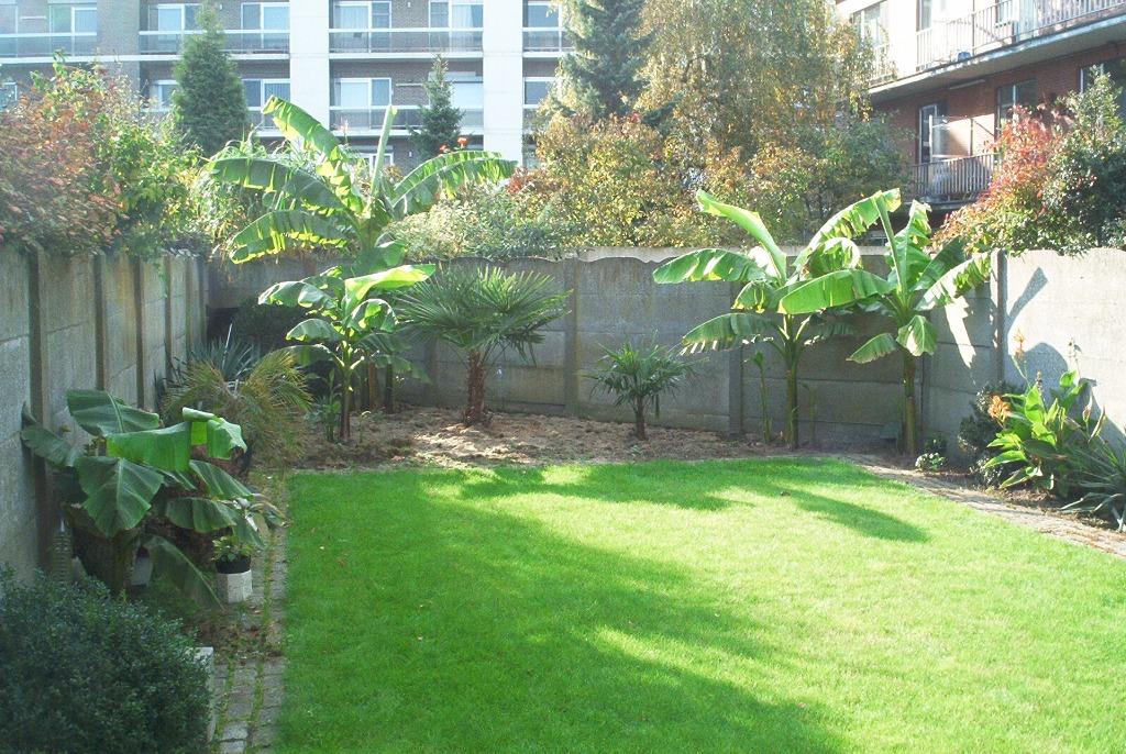 Palmboom Trachy Carpus Fortunei Zaden, Enlèvement, Palmier