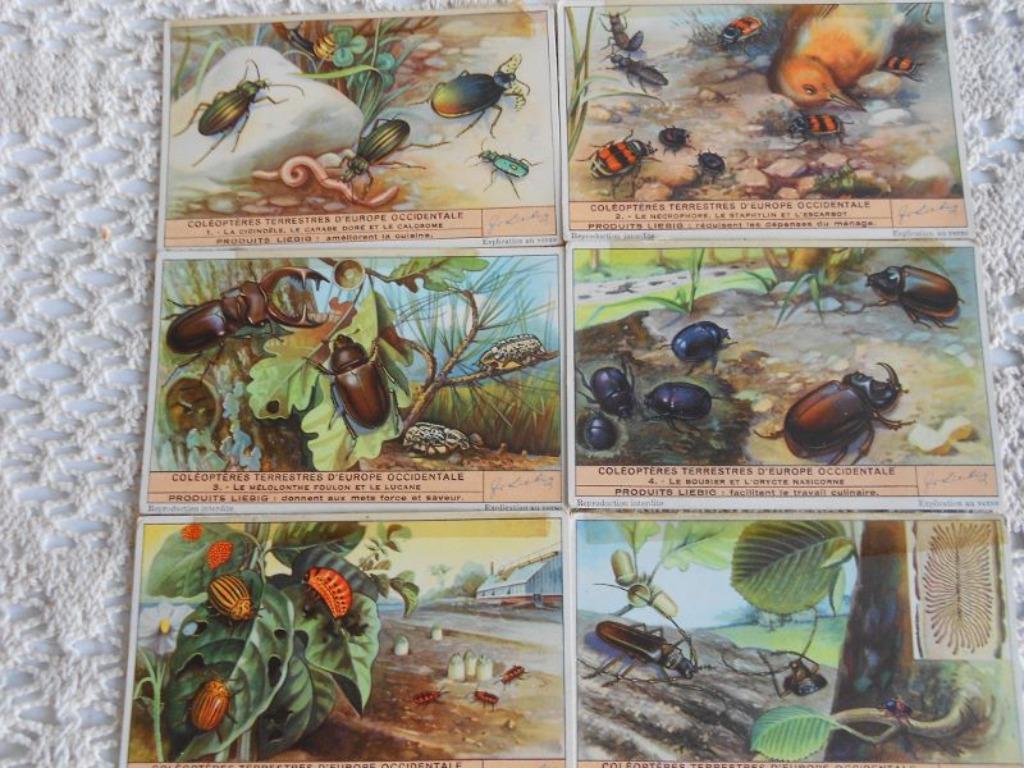 Chromos Liebig : série de 6 chromos sur les coléoptères, Enlèvement ou Envoi, Gravure, Utilisé, 1940 à 1960